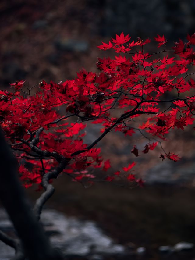 本溪關門山十月秋景