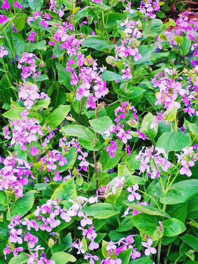闖入現實版莫奈花園！龍塢茶鎮春日封神