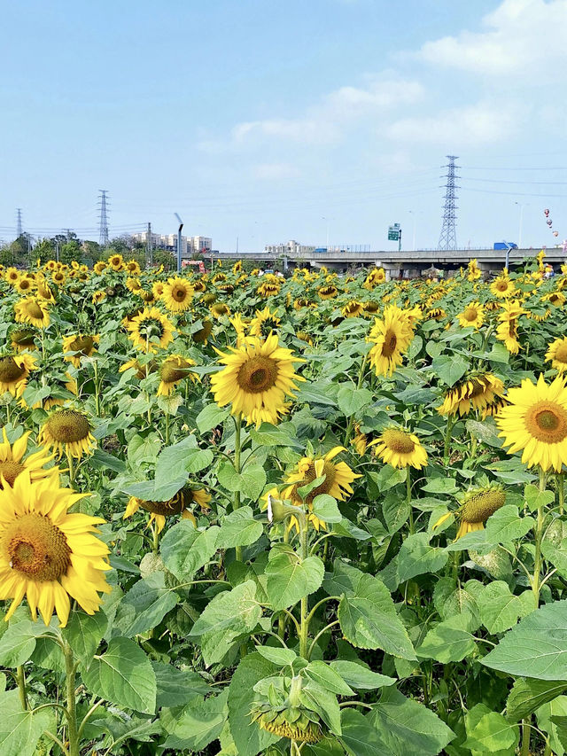 在東莞你確定不來這裡？？？啊你確定嗎？？？