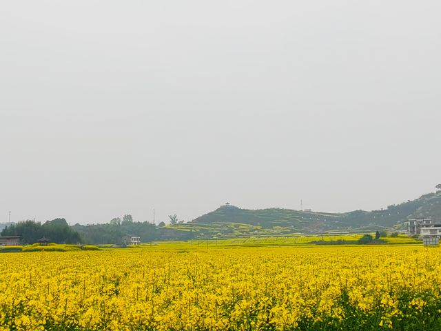 重慶墊江萬畝油菜花田