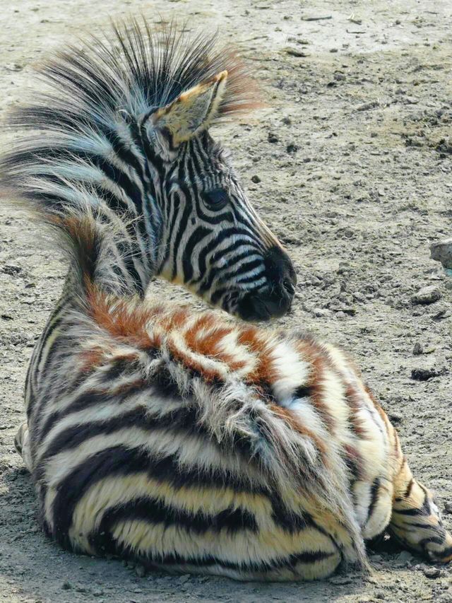 上海野生動物園：與動物共度難忘時光