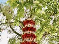 Springtime in Guangzhou: Cats & Blossoms in Zhujiang Park