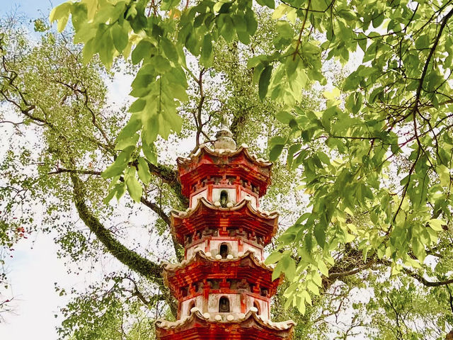 Springtime in Guangzhou: Cats & Blossoms in Zhujiang Park