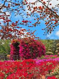 蓮花山公園|趁著花期走去深圳的春天裡