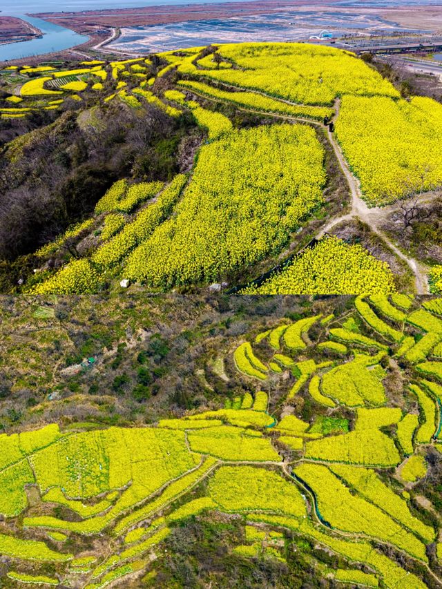 台州油菜花賞花攻略‖打卡避雷攻略
