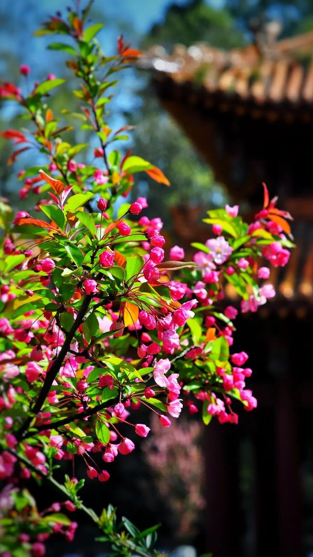 富樂海棠