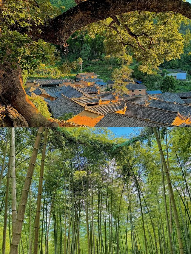 浙南出圈！原來麗水藏着這麼多「神仙角落」