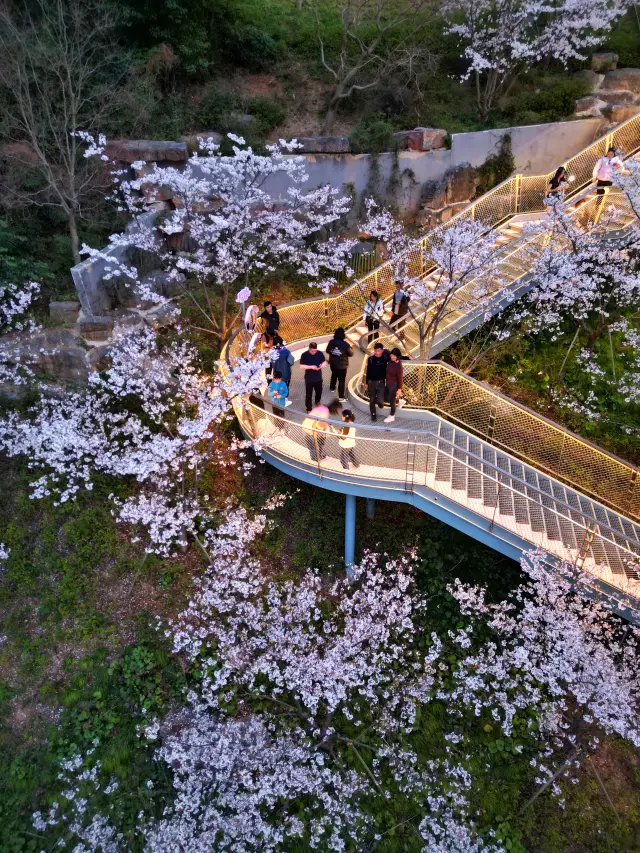 Cherry Blossom Viewing in Nanjing | Guanyin Gate: A Local Secret for Free Night Cherry Blossoms