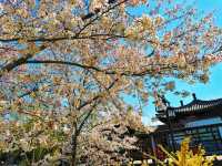 寶子們！錯過陶然亭公園嘅春日浪漫，真係會喊㗎