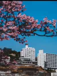 日本賞櫻🌸多條路線攻略請收好