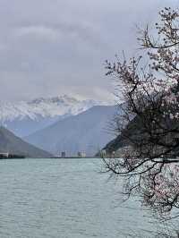 比起嘎拉桃花村，我更愛沿途的雪山和桃樹