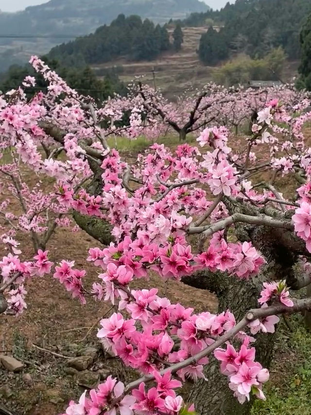 浪漫桃花之旅，廬山賞花季