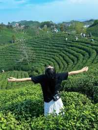信陽文新茶村｜闖入治癒系茶山秘境