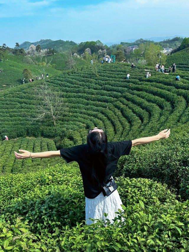信陽文新茶村｜闖入治癒系茶山秘境