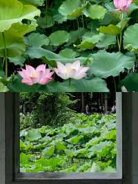 興化賞荷花‖打卡避坑攻略