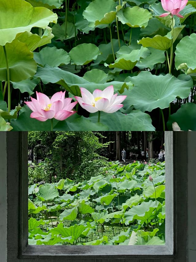 興化賞荷花‖打卡避坑攻略