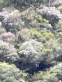 Mount Laba, a journey to see wild panda