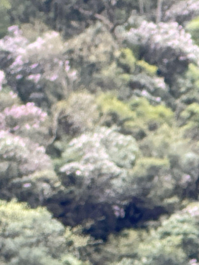 Mount Laba, a journey to see wild panda