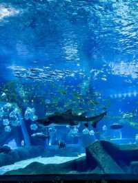 深海奇遇，奇妙世界：S.E.A.海洋館之旅》