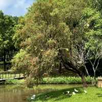 深圳·去一次就會愛上的公園🍃中心公園