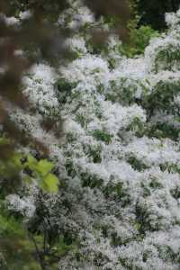 北京落雪？不，那是流蘇開花了！