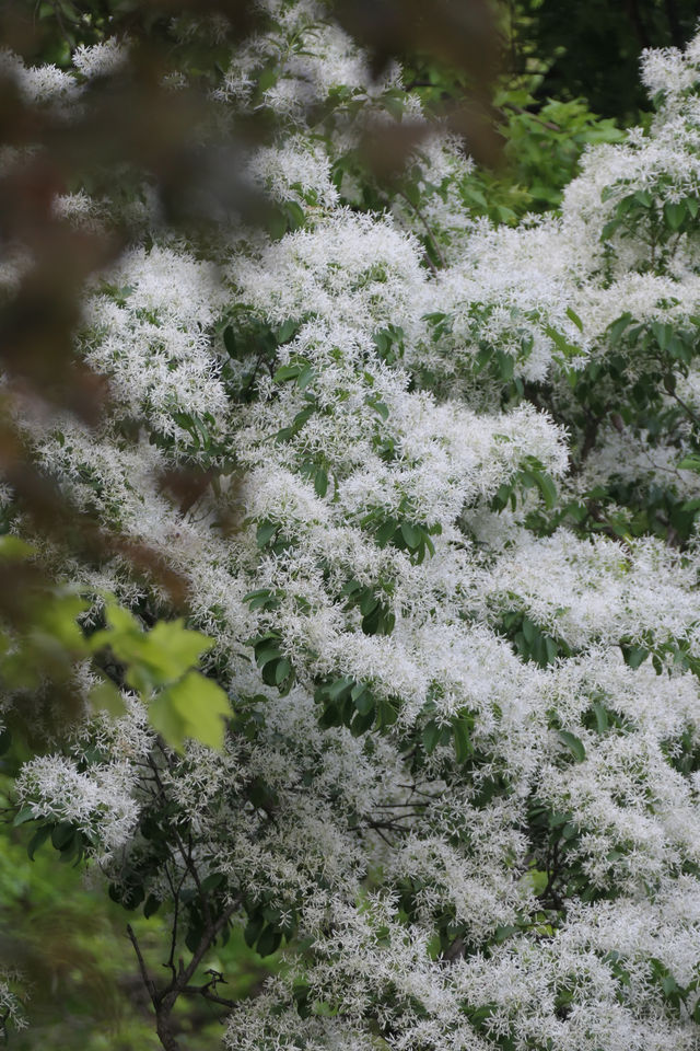 北京落雪？不，那是流蘇開花了！