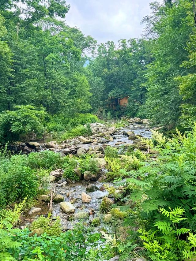 這不是熱帶雨林是吉林吉林！