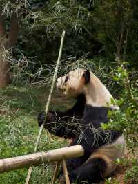 Zoo Walk | 唔好錯過雲南野生動物園嘅春天