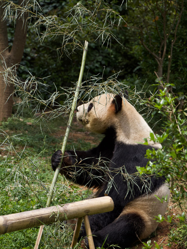 Zoo Walk | 唔好錯過雲南野生動物園嘅春天