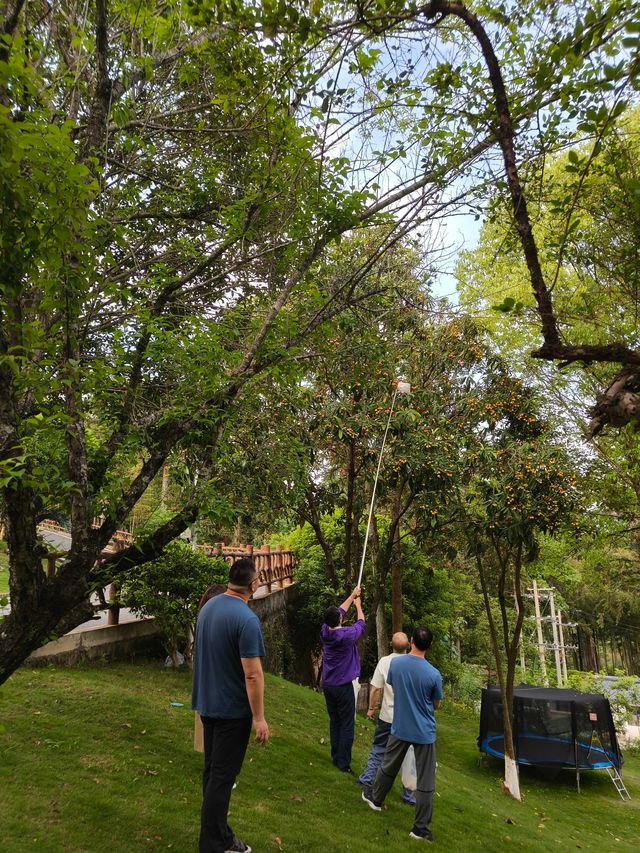 武夷山融景墅酒店：與果香撞個滿懷的初夏秘境