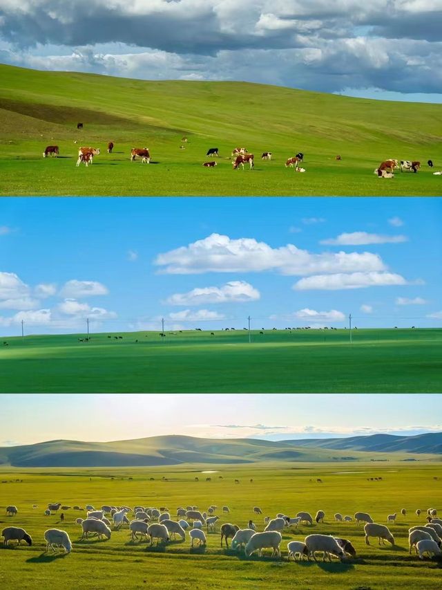 呼倫貝爾包車！我真係唔想再講多次......