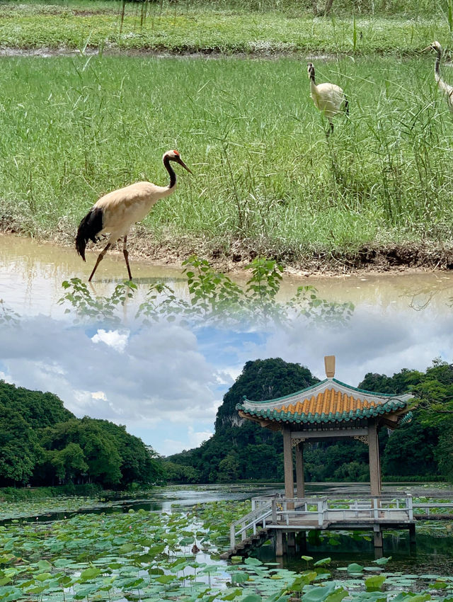 週末去邊度  |  肇慶七星岩睇火烈鳥