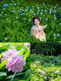 繡球風暴｜闖入6大莫奈花園！