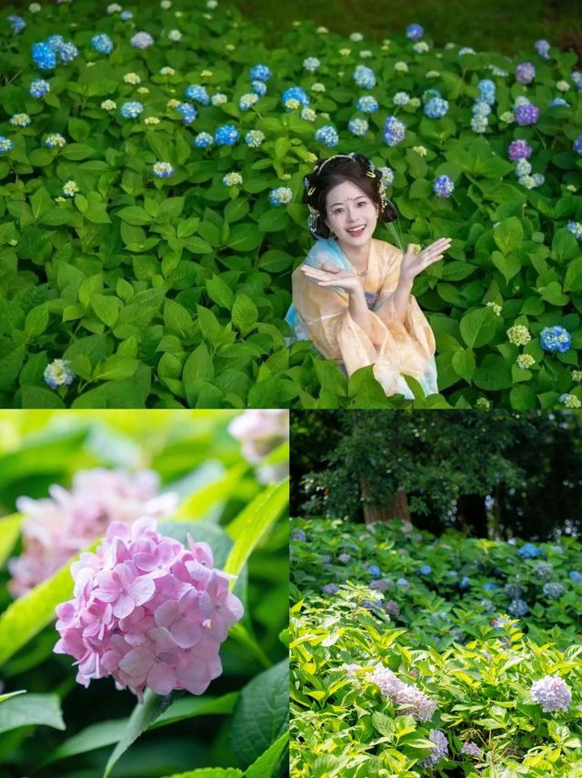 繡球風暴｜闖入6大莫奈花園！