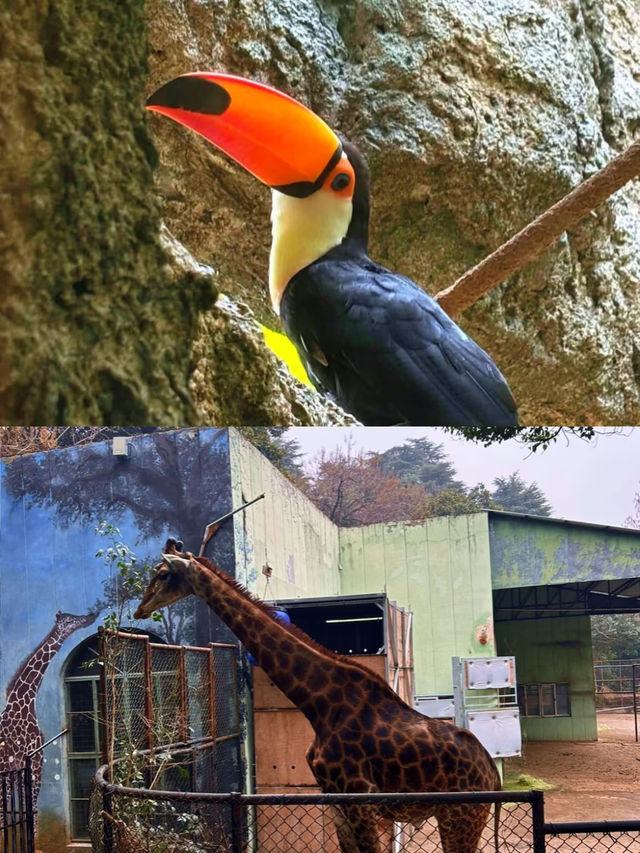 南京紅山動物園超詳細攻略