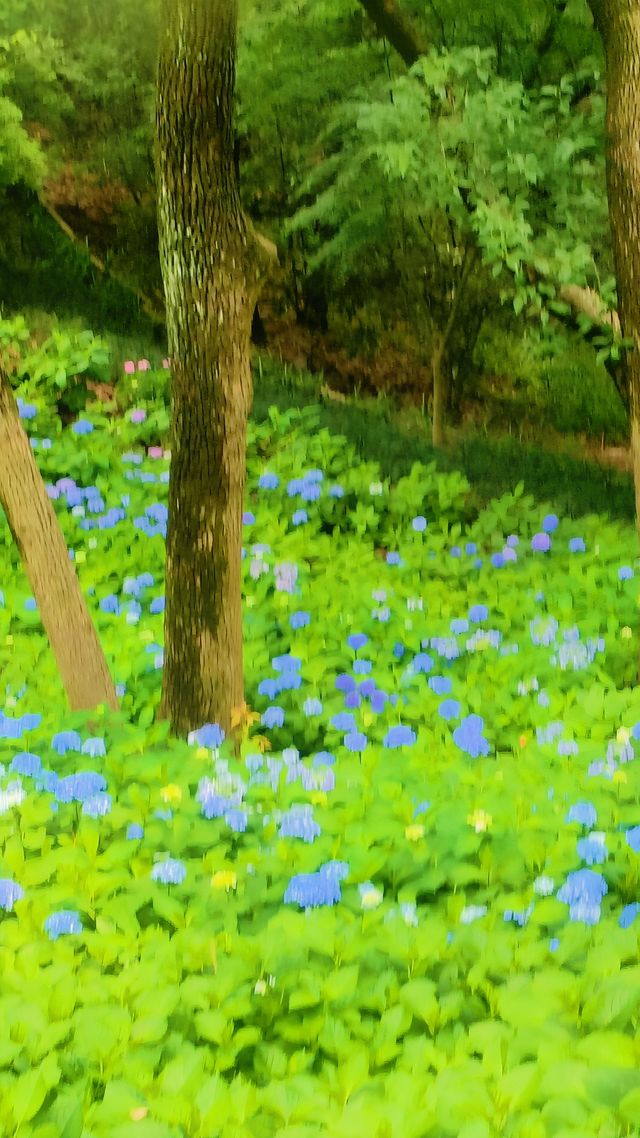《臨平公園，邊度可以欣賞到最美嘅自然風光？》