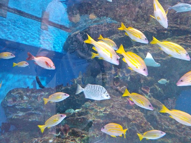 成都極地海洋公園深度漫遊指南｜避開人潮的私房攻略