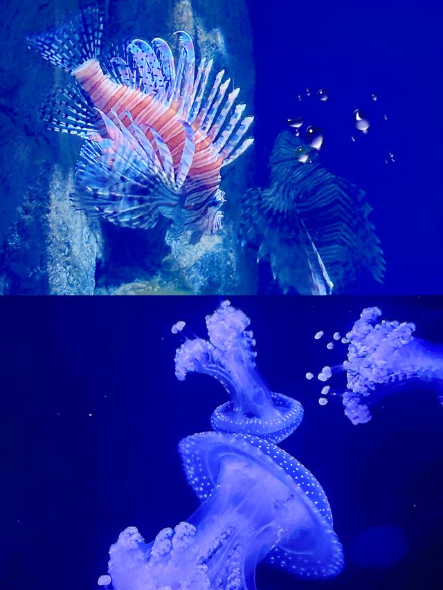 與海洋精靈共舞