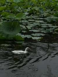 晴翠湖不如雨翠湖