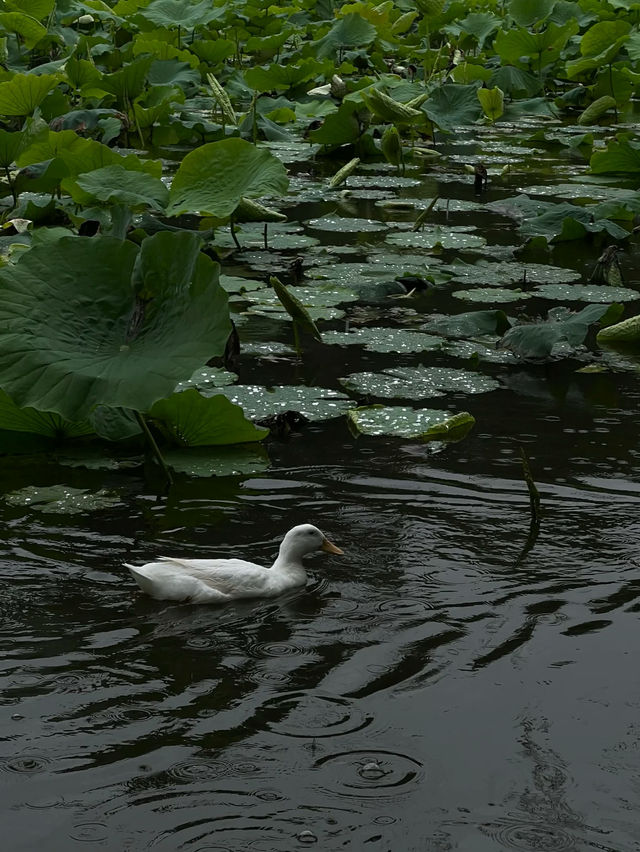 晴翠湖不如雨翠湖