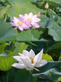 收藏金湖荷花蕩全攻略｜萬畝荷田點樣玩？