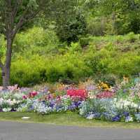 【橫濱里山花園4月尾靚到尖叫！即時實況分享】