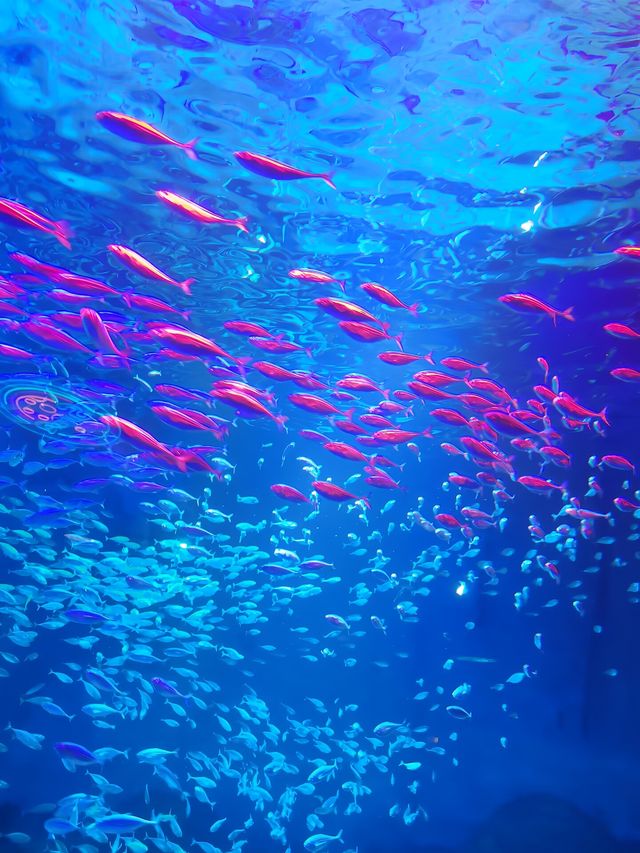 拍照絕美的重慶巴南漢海海洋公園