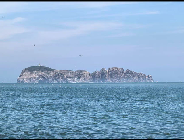 威海海驢島| 被十萬隻海鷗包圍係咩體驗？