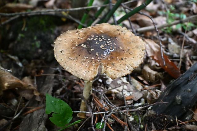 打開鏡頭,蘑菇登場 打開鏡頭,蘑菇登場