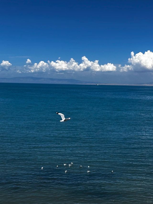 青海湖遊玩全攻略