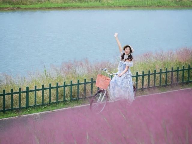南寧秋日花海等你來打卡！！