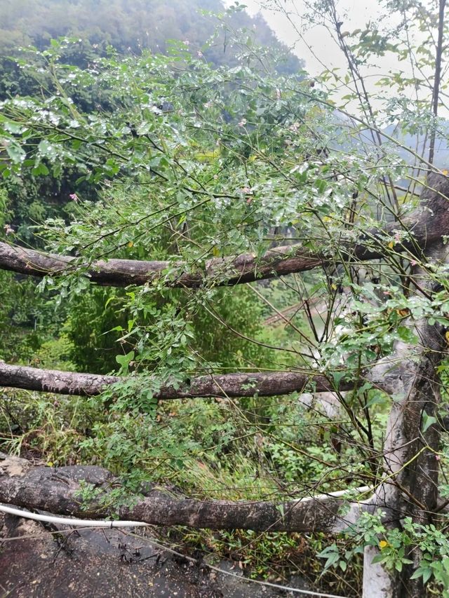 藏在宜昌城郊的綠野仙蹤！鳴翠谷深度遊攻略:   當城市的喧囂漸遠，位於葛洲壩大壩南側的鳴翠谷，正以3