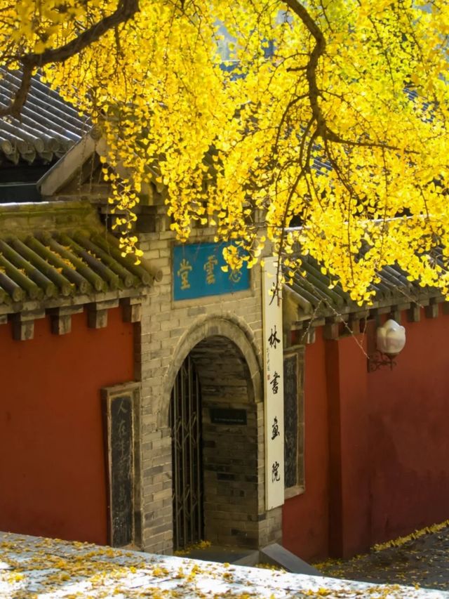 登封秋日漫遊，邂逅紅葉浪漫 