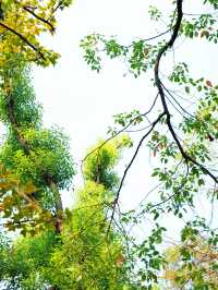 長沙小眾徒步秘境 | 桃花嶺，藏在城市旁的山野趣處 